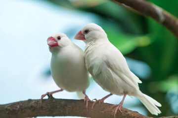 White-rumped Munias (Java Sparrows) at Play