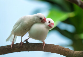 White-rumped Munias (Java Sparrows) at Play