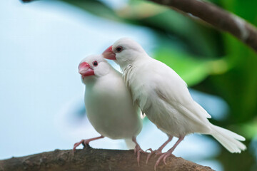 White-rumped Munias (Java Sparrows) at Play