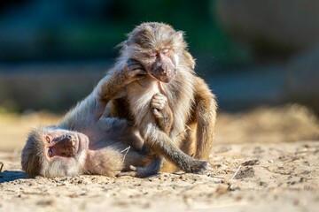 Playful baboons in a sunny outdoor setting.