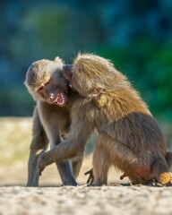 Playful baboons in natural habitat.