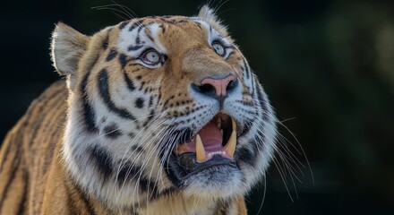 Obraz premium Majestic tiger with striking blue eyes