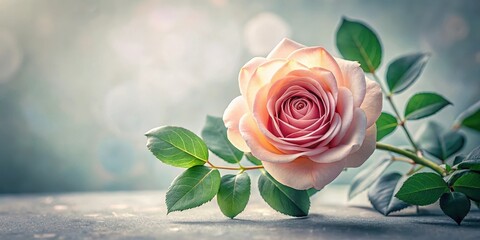 Fototapeta premium A delicate rose flower with intricately arranged leaves frames a serene and peaceful atmosphere
