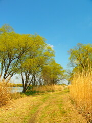 芽吹きの木のある春の江戸川河川敷風景