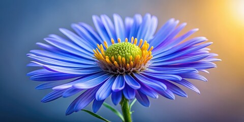 A detailed shot of a blue aster flower's anthesis stage, showing the bloom's precise structure and colors, against a subtle gradient background , flower close-up, blue aster
