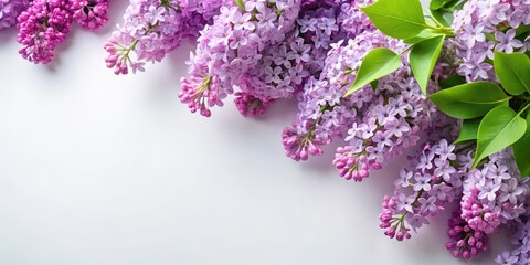 Obraz premium Lilac flowers in a garden scene on white paper background
