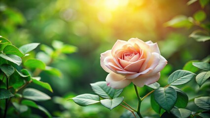 A delicate rose flower surrounded by lush green leaves, set against a soft focus background