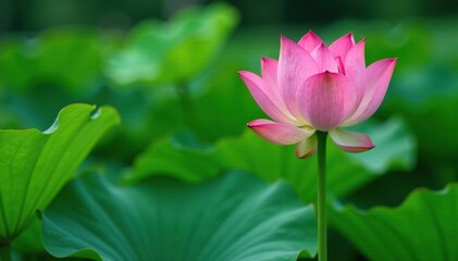 Green lotus stem with pink lotus flower buds emerging, botanicals, foliage, nature