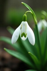 Delicate snowdrop petals unfolding from a white bud, Bloom, Spring Flowers, Nature