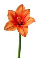 Elegant orange amaryllis flower isolated on white background, lily, spring, isolated