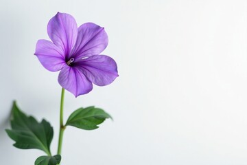 Single violet flower against a soft white background with its delicate petals, botanicalimage, white