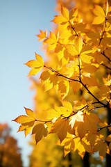 Obraz premium Abundant yellow leaves on a tree in the autumn, seasonal change, branch