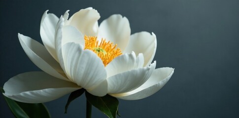 Fototapeta premium Delicate white peony petals on a dark gray background, elegant, art nouveau