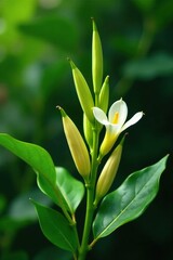 Fototapeta premium Vanilla flowers and pods on a stem with lush green leaves, green, , botanical