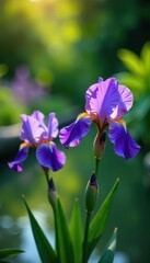 Lush purple irises blooming in a serene garden pool, gardens, irises