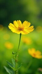 Tansy blooms in a sunny field with soft yellow petals, gentle leaves and delicate stem , tansy, stem