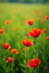Obraz premium Vibrant poppies sway gently on a lush green field , color, flowers