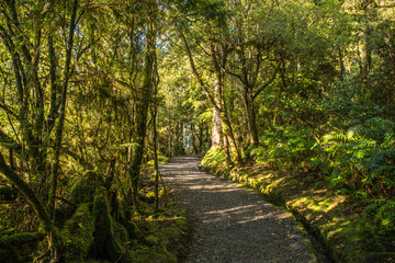 Fototapeta premium Hiking through lush native bush pedestrian footpath around the lakeside of Lake Matheson