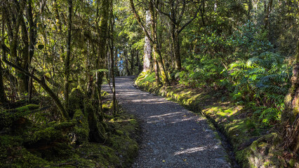 Hiking through lush native bush pedestrian footpath around the lakeside of Lake Matheson