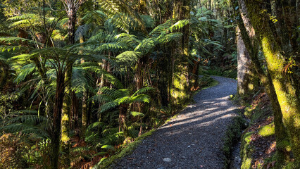 Fototapeta premium Hiking through lush native bush pedestrian footpath around the lakeside of Lake Matheson