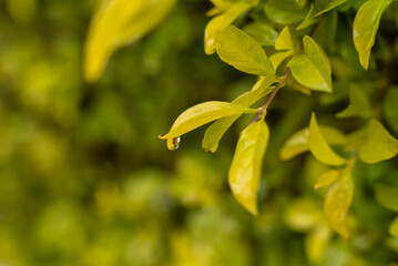 A fresh green leaf with a single water droplet hanging delicately, showcasing the morning dew. The blurred background of green foliage enhances the serene beauty of nature