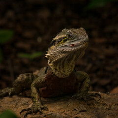 Water Dragon