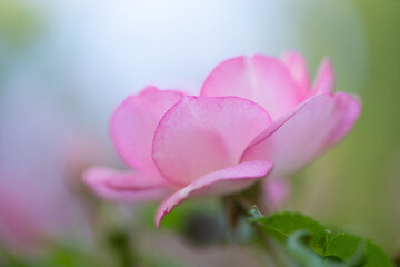 Obraz premium Pink Flower