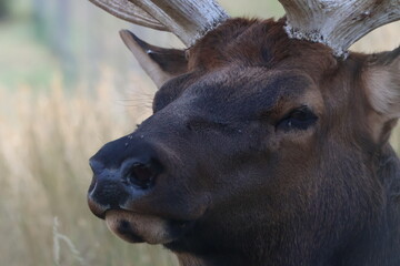 Fototapeta premium Reindeer 