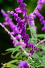 Salvia leucantha, the Mexican bush sage, is a herbaceous perennial plant that is native to subtropical and tropical conifer forests in central and eastern Mexico. Essential oil. Aromatherapy. 