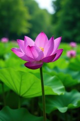 Obraz premium A single large purple lotus flower blooms amidst the lush green grass and trees, nature, floral