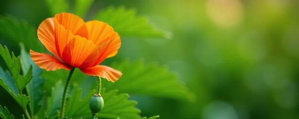 Obraz premium Delicate orange poppy blossoms against a backdrop of lush green leaves, soft colors, delicate petals