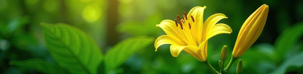 Lush green foliage surrounding bright yellow lily flower with prominent bud, flowers, lilies