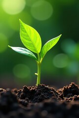 Fototapeta premium green shoots bursting forth from fertile soil, stems, plants