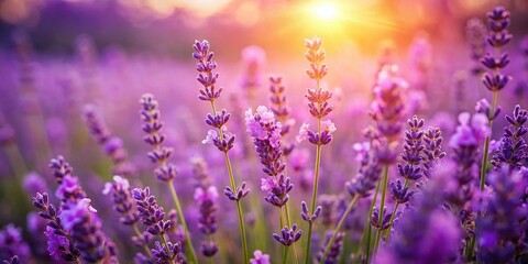 Naklejka premium Romantic Lavender Field Macro Photography: Close-up Purple Flowers & Blossoms