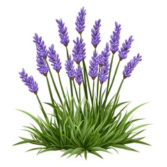 Obraz premium Vibrant Lavender Plant with Lush Green Grass and Purple Blooms