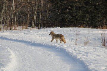Coyote In The Snow