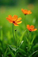 Delicate orange flower blooms in lush green grass, bloom, flowers, nature