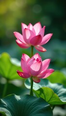 Obraz premium Pink lotus flowers with delicate petals unfolding in a sunny pond, lotus flowers, blossom