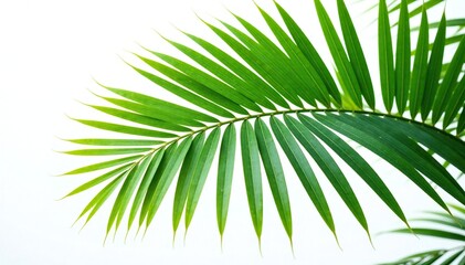 Obraz premium Palm leaf with veins isolated on white background, botanical, leaf