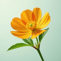 Fototapeta premium A single orange blossom on a stem with nemophila leaves, stem, isolated, single