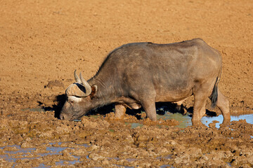 An African buffalo (Syncerus caffer) in a muddy waterhole, Mokala National Park, South Africa.