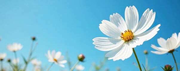 white cosmos flower against a blue sky background, background, floral