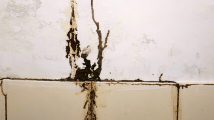 Termites build mud tubes in bathroom walls / Concept of termite problems in the home