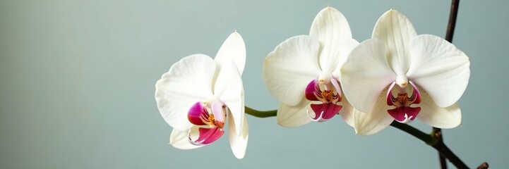 Delicate white blooms with dark red spots on a pale green stem, flower, phalaenopsis, orchid