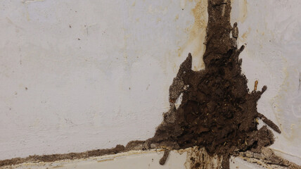 Termites build mud tubes in bathroom walls / Concept of termite problems in the home
