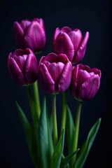 Fototapeta premium Deep purple tulip blooms in clusters on a dark background, Wildflowers, Purple Tulips