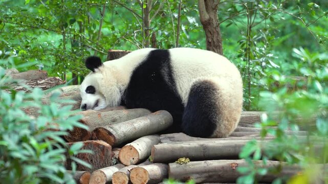 A cute giant panda is sleeping on the wooden timber in the forest environment. Animal in the wild portrait 4k footage.