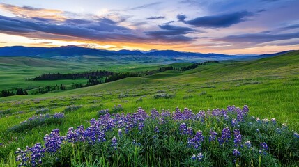 Stunning Sunset Over Lush Green Meadow With Purple Wildflowers in Scenic Mountain Landscape