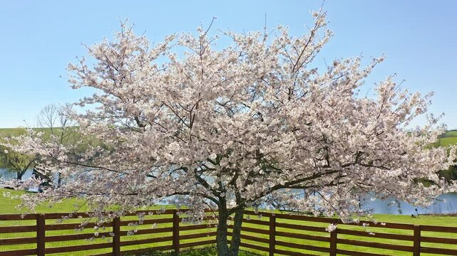 Yoshino Cherry Blossom Tree