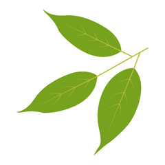 Fototapeta premium Exotic Green Tropical Leaves Illustration in Flat Design. Vector Element